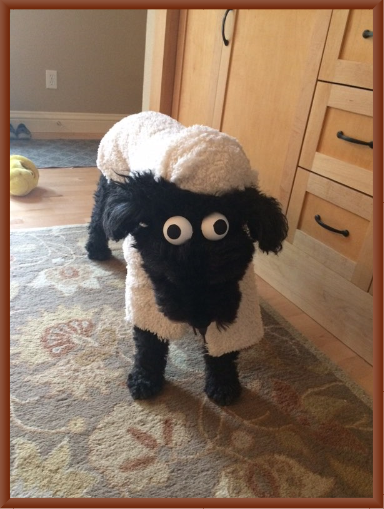 Luna as Shaun the Sheep Halloween 2016
